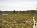 Walkway Through Ponemah Bog, a Three-Acre Pond Surrounded by Floating Sphagnum Mat Photographic Print by  Scientifica