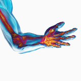 Human Elbow Showing Bones and Muscles Photographic Print by Carol & Mike Werner