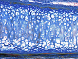 Hyaline Cartilage from the Trachea, Mallory's Stain, LM X70 Photographic Print by Alvin Telser