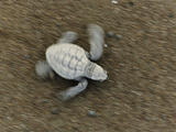 An Olive Ridley Sea Turtle Hatchling (Lepidochelys Olivacea) on its Way to the Sea Photographic Print by Solvin Zankl