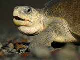 Head of a Female Olive Ridley Sea Turtle (Lepidochelys Olivacea) Laying Eggs in Beach Sand Photographic Print by Solvin Zankl