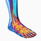 Human Ankle Showing Bones and Muscles Photographic Print by Carol & Mike Werner
