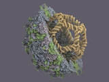 Pariacoto Virus Protein Capsid (Cut in Half) and its Structured RNA Genome Photographic Print by Jean-Yves Sgro
