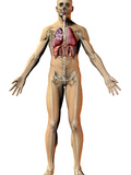 Human Male Figure Showing Respiratory and Skeletal Systems Photographic Print by Carol & Mike Werner