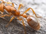 Nothomyrmecia Macrops, also known as Prionomyrmex Macrops, South Australia Photographic Print by Alex Wild