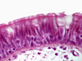 Trachea Epithelium Section, H&E Stain, LM X560 Photographic Print by Alvin Telser