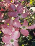 Flowering Dogwood in Bloom (Cornus Florida Forma Rubra), Cherokee Chief Variety Photographic Print by  Consumer Institute/NSIL