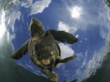 A Young Olive Ridley Sea Turtle (Lepidochelys Olivacea) Swimming Away from the Beach Photographic Print by Solvin Zankl