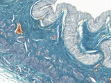 Ureter Section, Masson's Trichome Trichrome, LM X15 Photographic Print by Alvin Telser