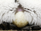 Close Up of King Penguin Parent Balancing a Single Egg on its Feet (Aptenodytes Patagonicus) Photographic Print by Solvin Zankl