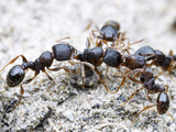 Neighboring Nests of Tetramorium Pavement Ants Often Fight Extended Territorial Battles Photographic Print by Alex Wild