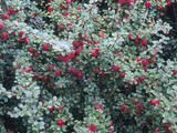 Rockspray Fruit and Leaves (Cotoneaster Horizontalis) Photographic Print by  Consumer Institute/NSIL