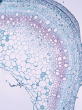 Cross-Section of a Hemp Stem (Cannabis Sativa), LM X17 Photographic Print by  Biodisc