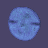 Staphylococcus Aureus Bacteria, TEM Photographic Print by  Scientifica