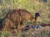 Emu (Dromaius Novaehollandiea) Male at the Nest with Eggs, Queensland, Australia Photographic Print by Dave Watts