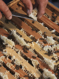 Beekeeper Opening a Hive, Showing the Frames Photographic Print by Eric Tourneret