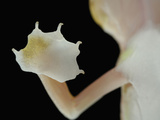 Close Up of the Web-Footed Gecko Foot(Palmatogecko Rangei) Showing the Large Surface Area Photographic Print by Solvin Zankl