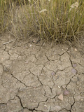 Dry Soil and Grassland Vegetation During a Drought in Northern Colorado Fotografie-Druck von Jon Van de Grift