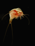 Triops Longicaudatus (Commonly Called Longtail Tadpole Shrimp Photographic Print by Solvin Zankl