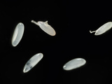 Fruit Fly (Drosophila Melanogaster) Embryos Photographic Print by Solvin Zankl