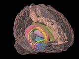 Human Brain Showing the Limbic System Photographie par Arthur Toga