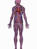 Human Cardiovascular System Photographic Print by Carol & Mike Werner