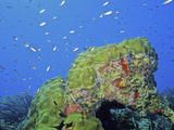 Bonaire Coral Reef with Star Coral (Montastrea) and a Chromis Fish School, Caribbean Photographic Print by David Wrobel