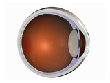 Biomedical Illustration of a Cross-Section of the Human Eye Giclee Print by  Nucleus Medical Art