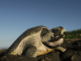 Female Olive Ridley Sea Turtle (Lepidochelys Olivacea) Laying Eggs in Beach Sand, Costa Rica Photographic Print by Solvin Zankl