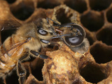 Honey Bee at the Chamber of Drone as it Is Emerging the Adult Worker Bee Will Feed the Drone Photographic Print by Eric Tourneret