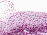 Articular Cartilage, with Part of the Synovial Membrane at the Upper Left Photographic Print by Alvin Telser