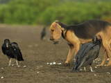 Domestic Dog Digging Up Olive Ridley Sea Turtle (Lepidochelys Olivacea) Nest Photographic Print by Solvin Zankl