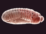 Embryo of the Fruit Fly (Drosophila Melanogaster), SEM X25 Photographic Print by  Science VU