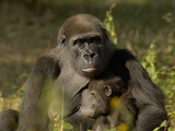 Western Lowland Gorilla (Gorilla Gorilla Gorilla) Mother Breastfeeding Young, Captive Photographic Print by Dave Watts