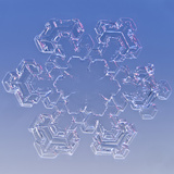 Snowflake, LM Photographic Print by Solvin Zankl