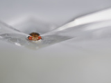 Measuring Brain Activity in a Fruit Fly (Drosophila Melanogaster) Electrodes Photographic Print by Solvin Zankl
