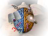 Illustration Showing the Attributes of Left and Right Brain Activity in Humans Photographie par Carol & Mike Werner