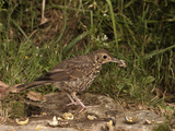 Song Thrush (Turdus Philomelos) Smashing Snails on a Rock, England Photographic Print by Dave Watts