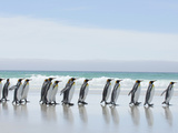 King Penguins Walking Along a Sandy Beach (Aptenodytes Patagonicus), Falkland Islands Photographic Print by Solvin Zankl