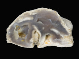Fossil Agatized Coral, Tampa Bay, Florida, USA Photographic Print by  Scientifica