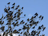 Red-Wing Blackbird Flock Gathering Prior to Night Roost, North America Photographie par Tom Walker