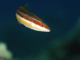 Mediterranean Rainbow Wrasse (Coris Julis), San Pietro, Sardinia, Mediterranean Sea Photographic Print by Solvin Zankl