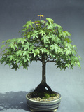 A 30-Year Old Bonsai Japanese Maple (Acer Palmatum) Photographic Print by  Consumer Institute/NSIL