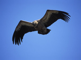 Griffon Vulture (Gyps Fulvus), Pyrenees, Spain Photographic Print by Dave Watts
