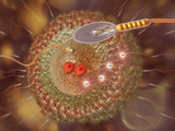 Fertilization of an Egg Cell Photographic Print by Carol & Mike Werner
