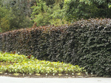 A Hedge of European Copper Beech (Fagus Sylvatica Forma Purpurea) Photographic Print by  Consumer Institute/NSIL