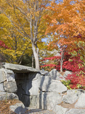 Stonework and Japanese Maples in the Fall in a Garden, New Hampshire, USA Photographic Print by  Scientifica