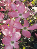 Flowering Dogwood in Bloom (Cornus Florida Forma Rubra), Cherokee Chief Variety Photographic Print by  Consumer Institute/NSIL