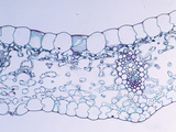 Cross-Section of a Lily-Of-The-Valley (Clintonia) Monocot Leaf, LM X25 Photographic Print by  Biodisc