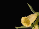 Foxglove Flower (Digitalis Grandiflora) Photographie par  Scientifica